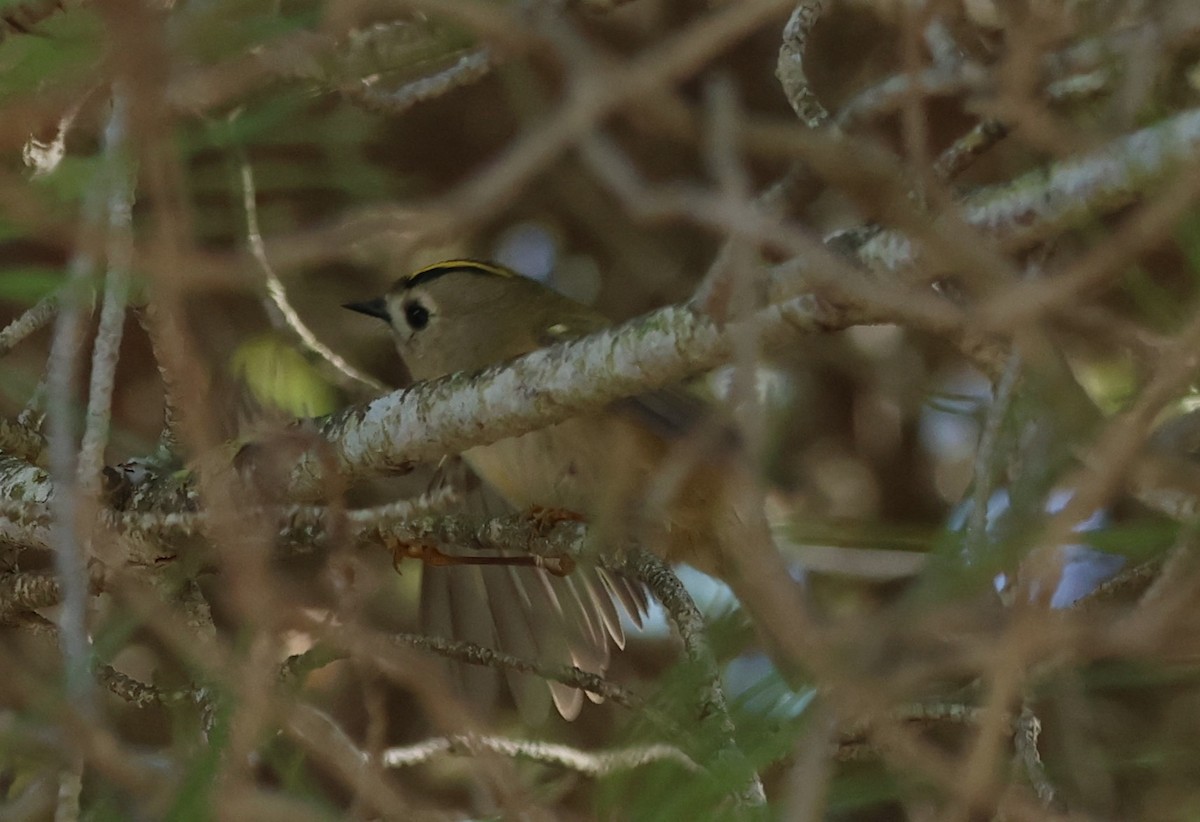 Желтоголовый королёк - ML646201249