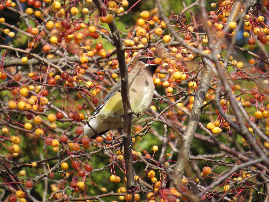 Кедровый свиристель - ML646201250