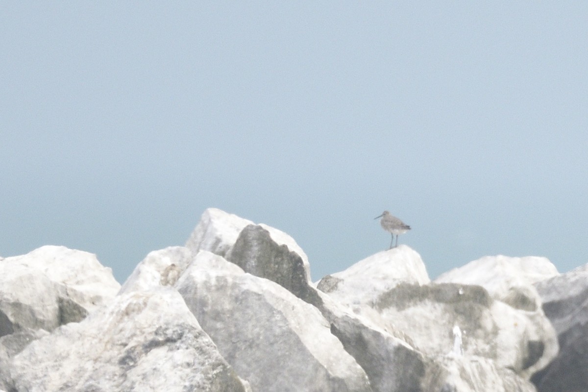 Перепончатопалый улит - ML646201254