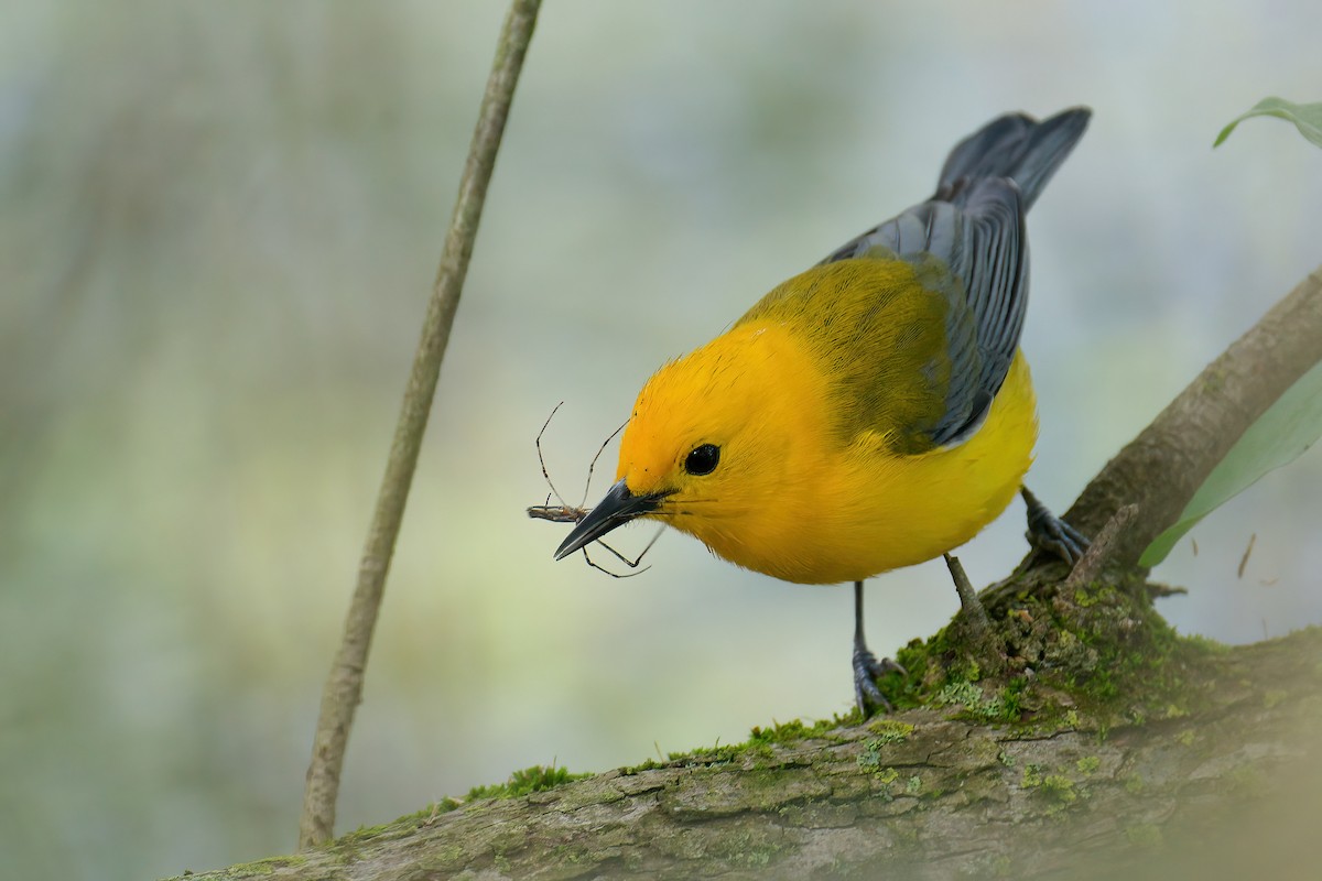 Лимонная червеедка - ML646201255