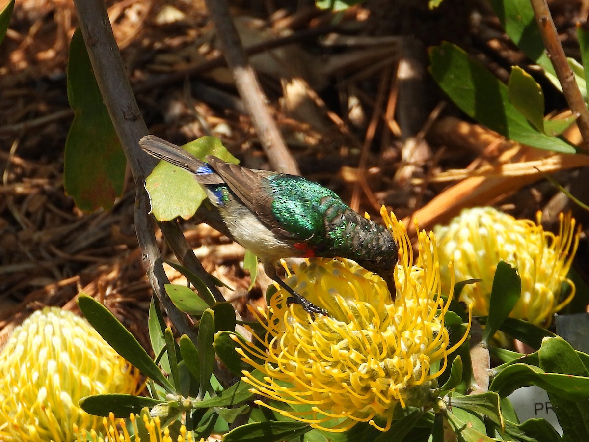 Южная нектарница - ML646201257