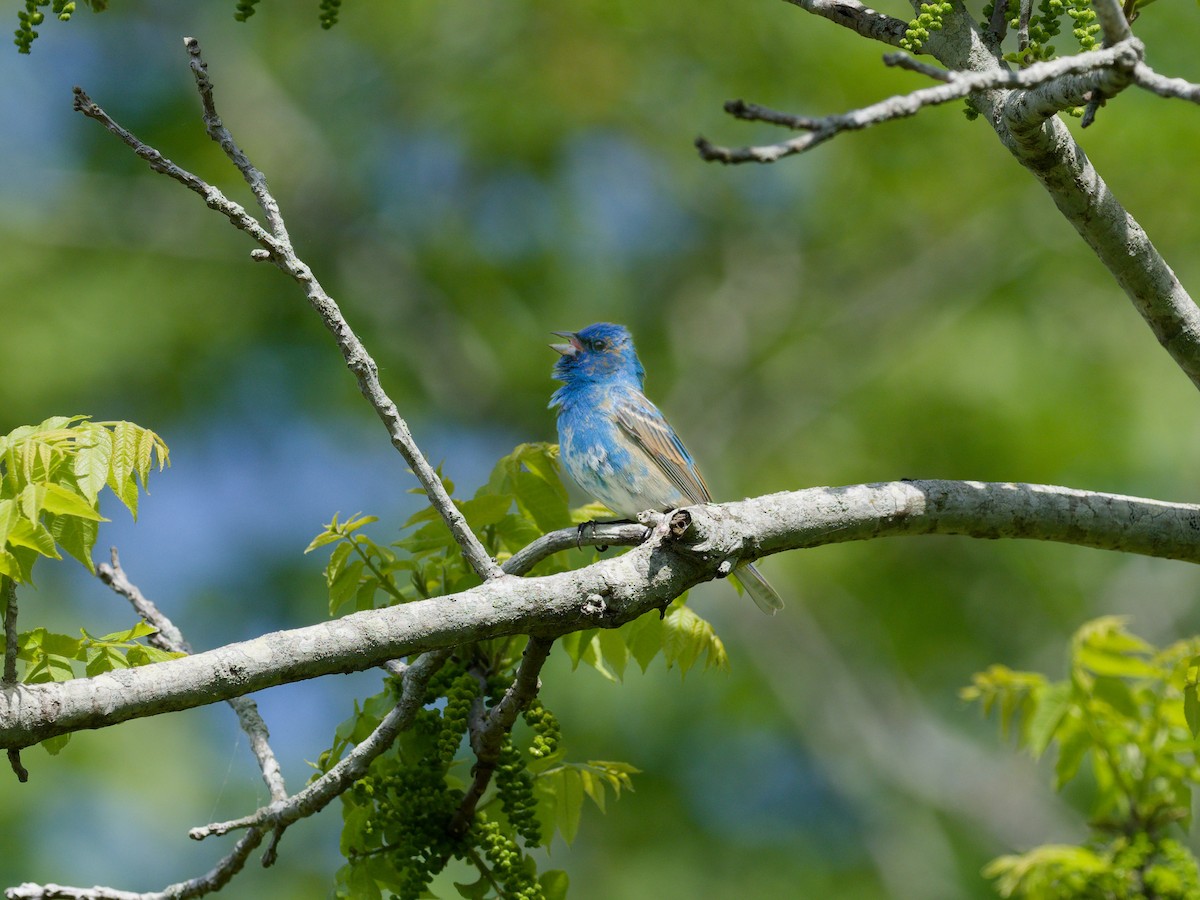 Indigo Bunting - ML646201260