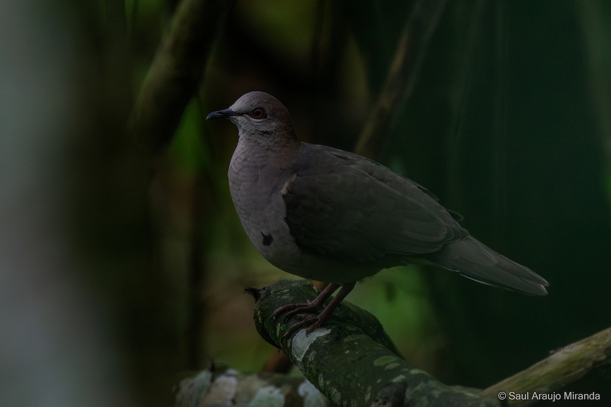 White-tipped Dove - ML646201264
