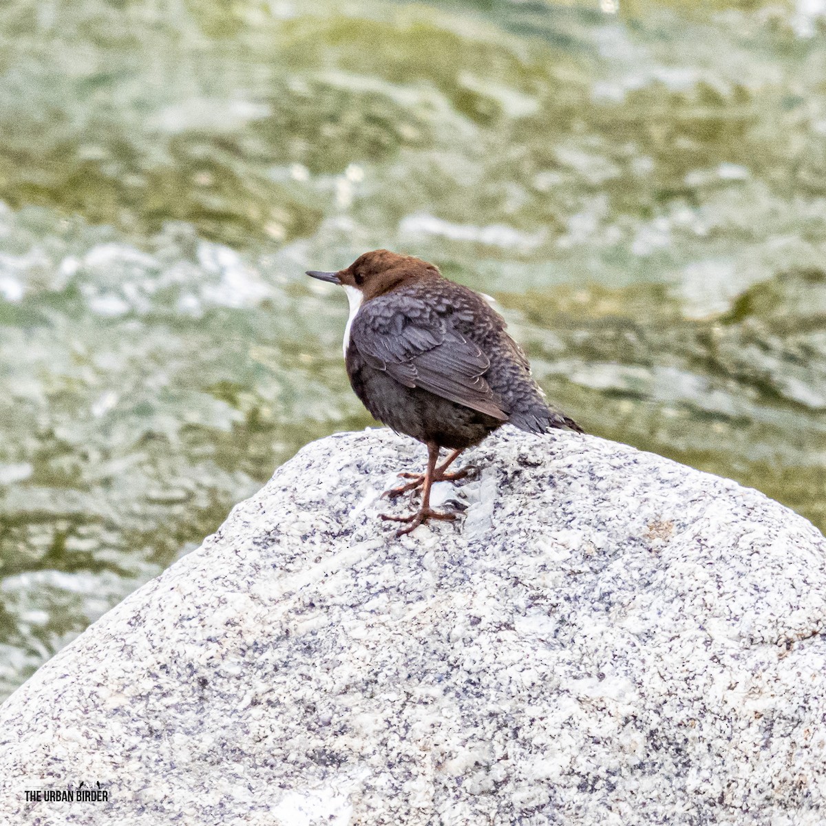 White-throated Dipper - ML646201265