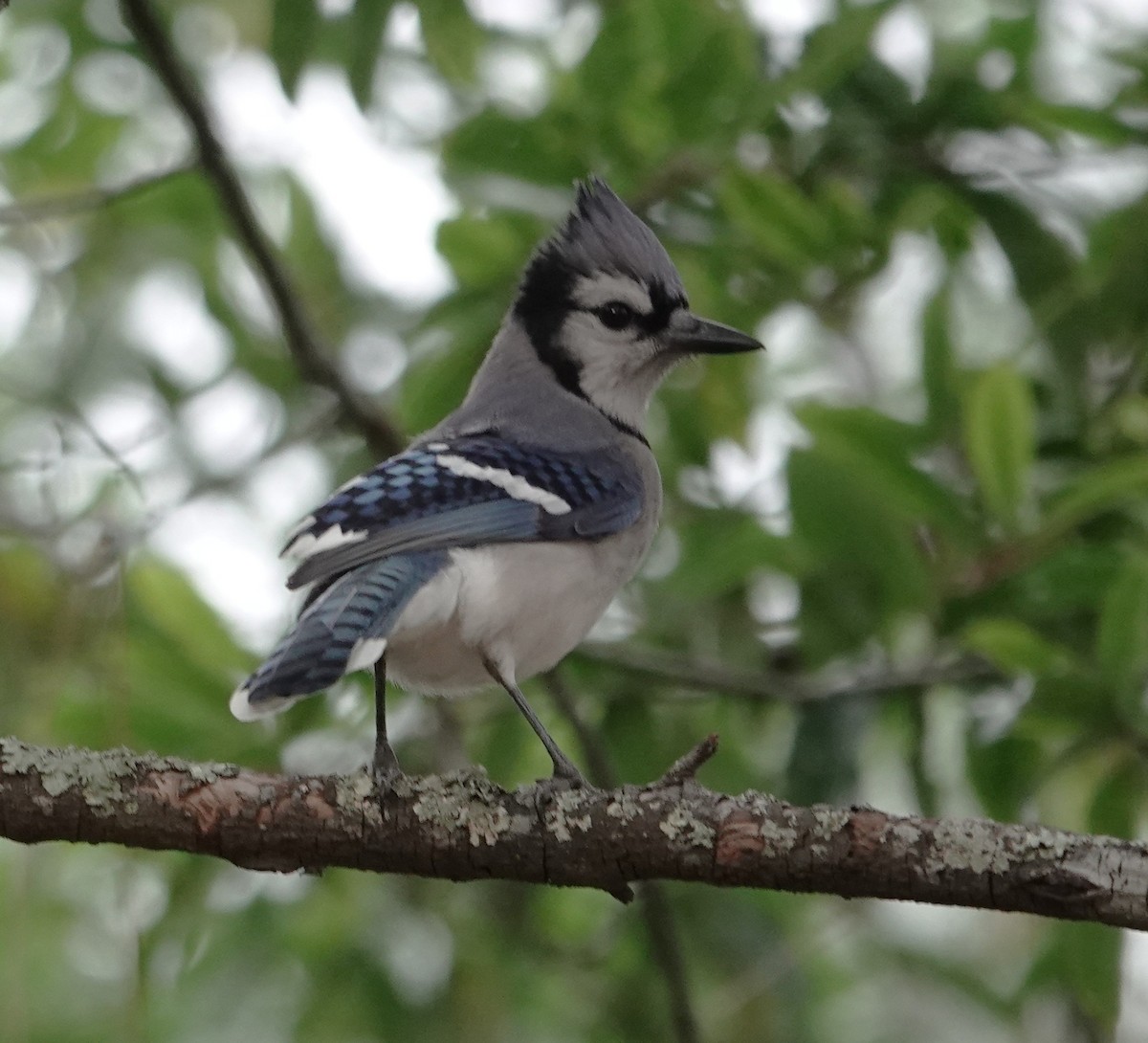 Голубая сойка - ML646201267