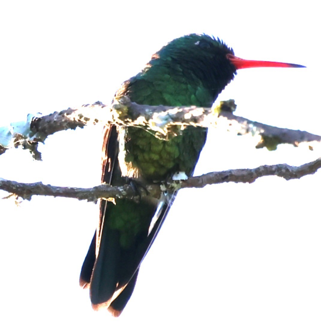 Сверкающий изумруд - ML646201268