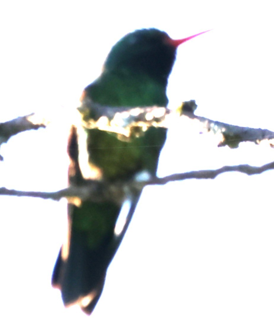 Сверкающий изумруд - ML646201269