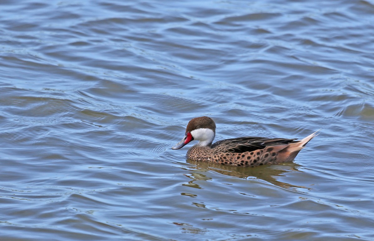 Багамская шилохвость - ML646201272