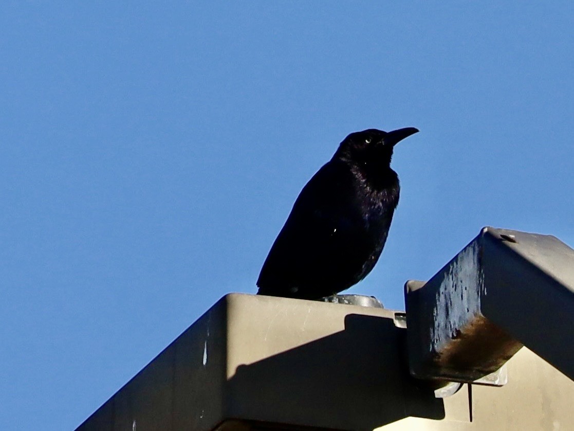 Большехвостый гракл - ML646201273