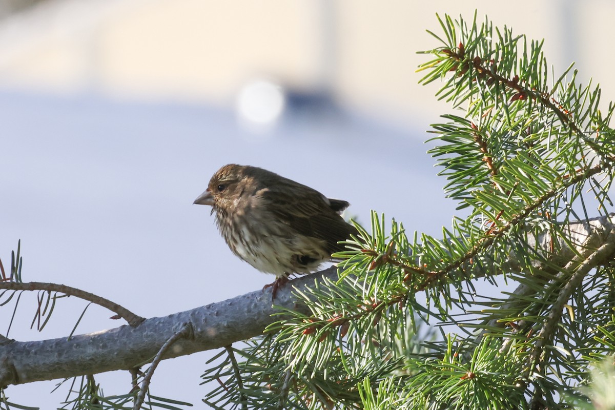 Purple Finch - ML646201277