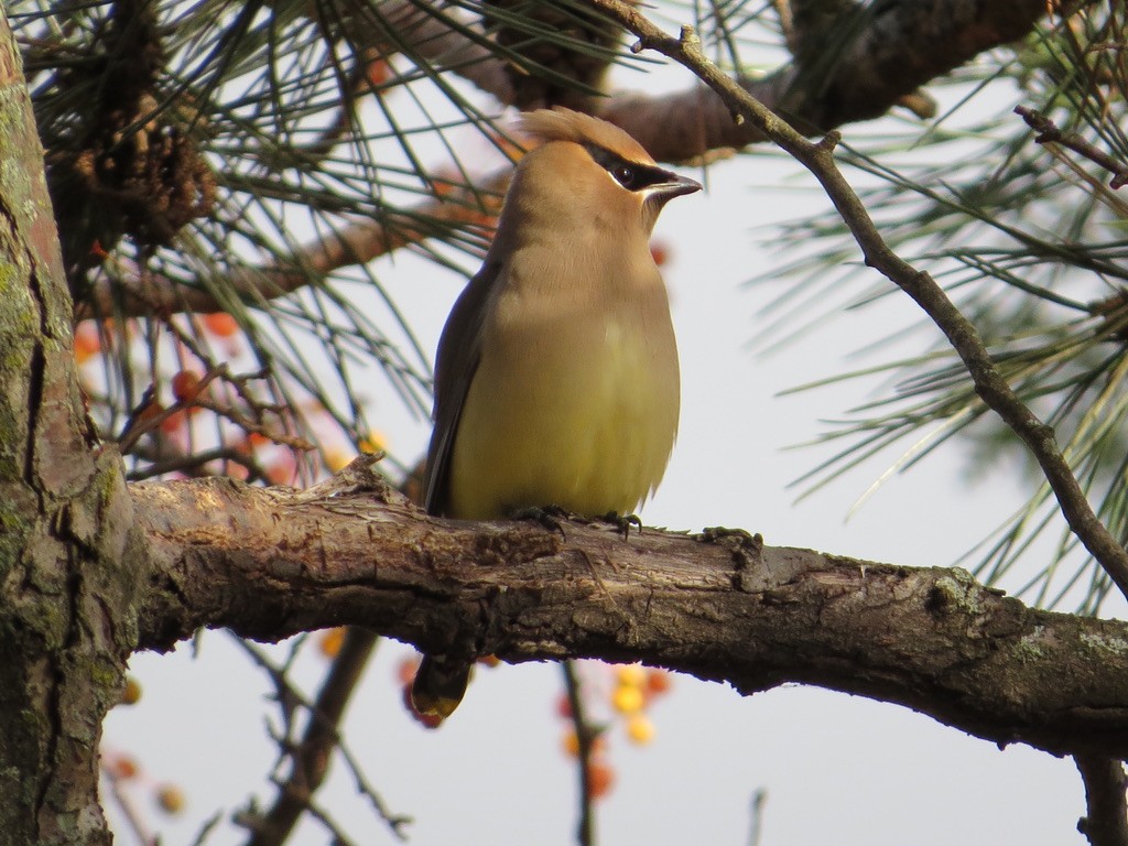 Cedar Waxwing - ML646201288