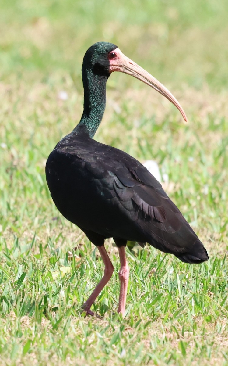 Ibis Afeitado - ML646201301