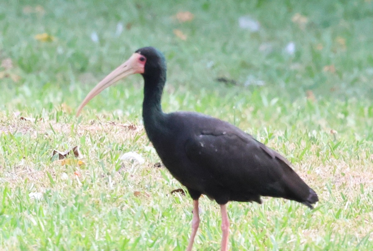 Ibis Afeitado - ML646201302