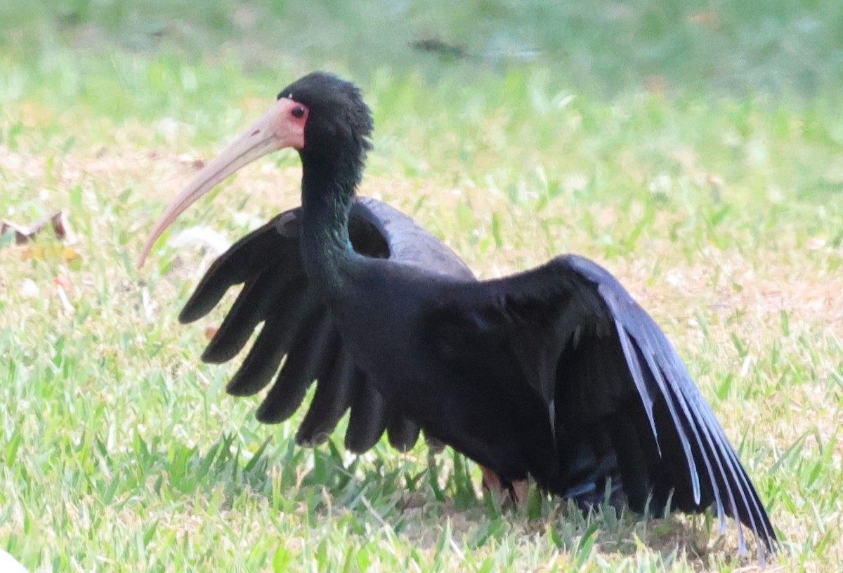 Ibis Afeitado - ML646201303