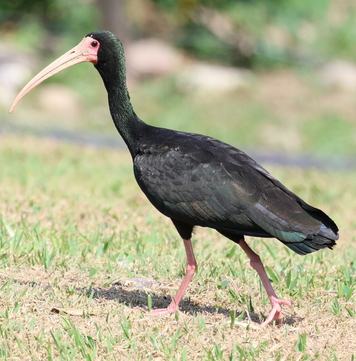 Ibis Afeitado - ML646201304