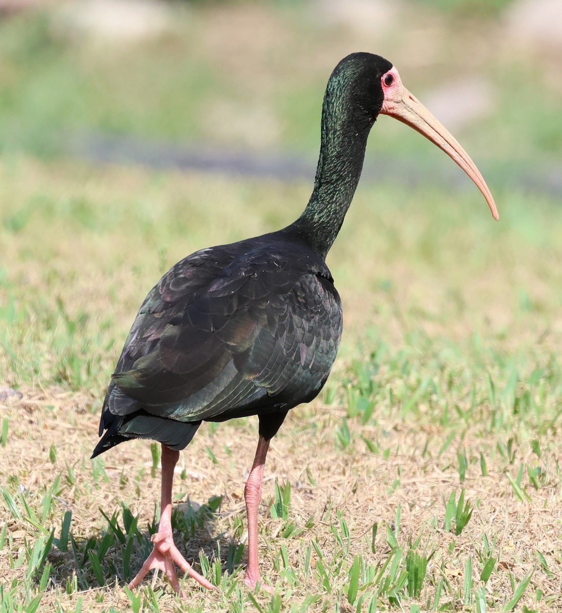 Ibis Afeitado - ML646201305
