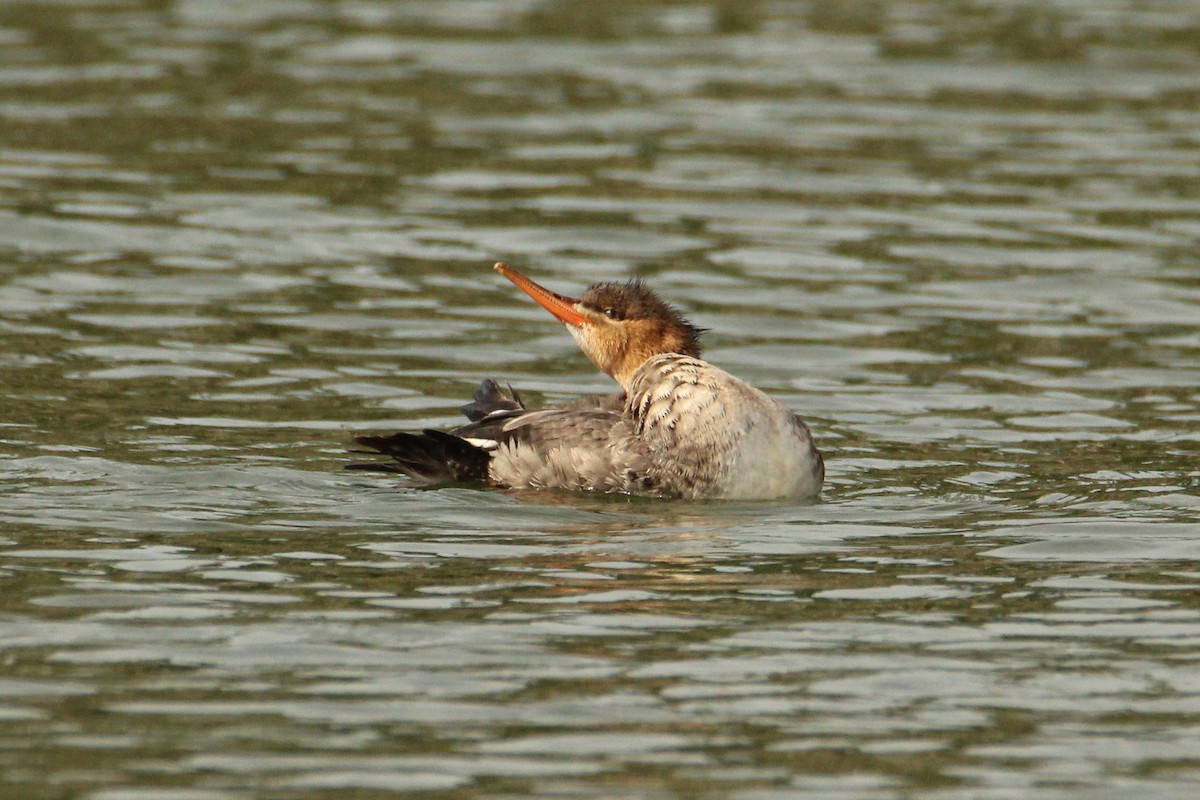 Red-breasted Merganser - ML646201306