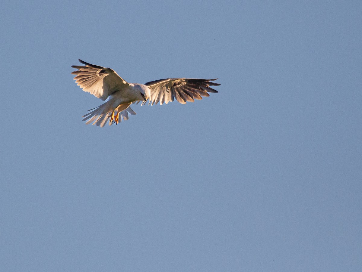 luněc americký - ML646201312