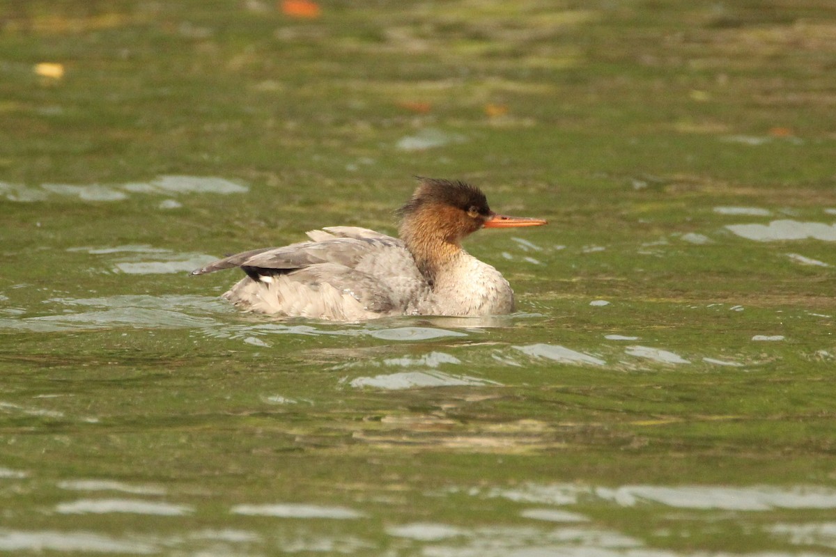 Red-breasted Merganser - ML646201313