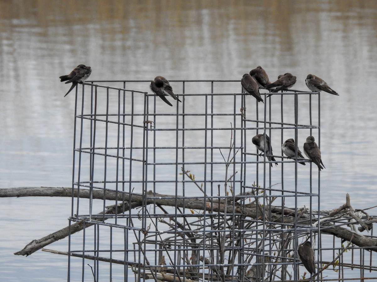 vlaštovka šedohnědá - ML646201316