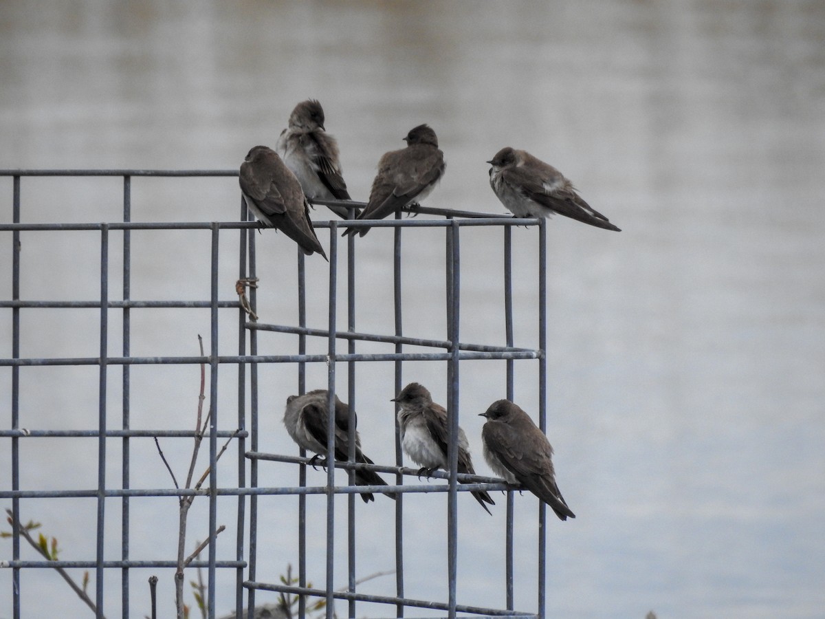 vlaštovka šedohnědá - ML646201320