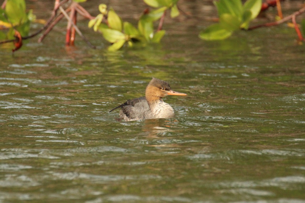Red-breasted Merganser - ML646201326