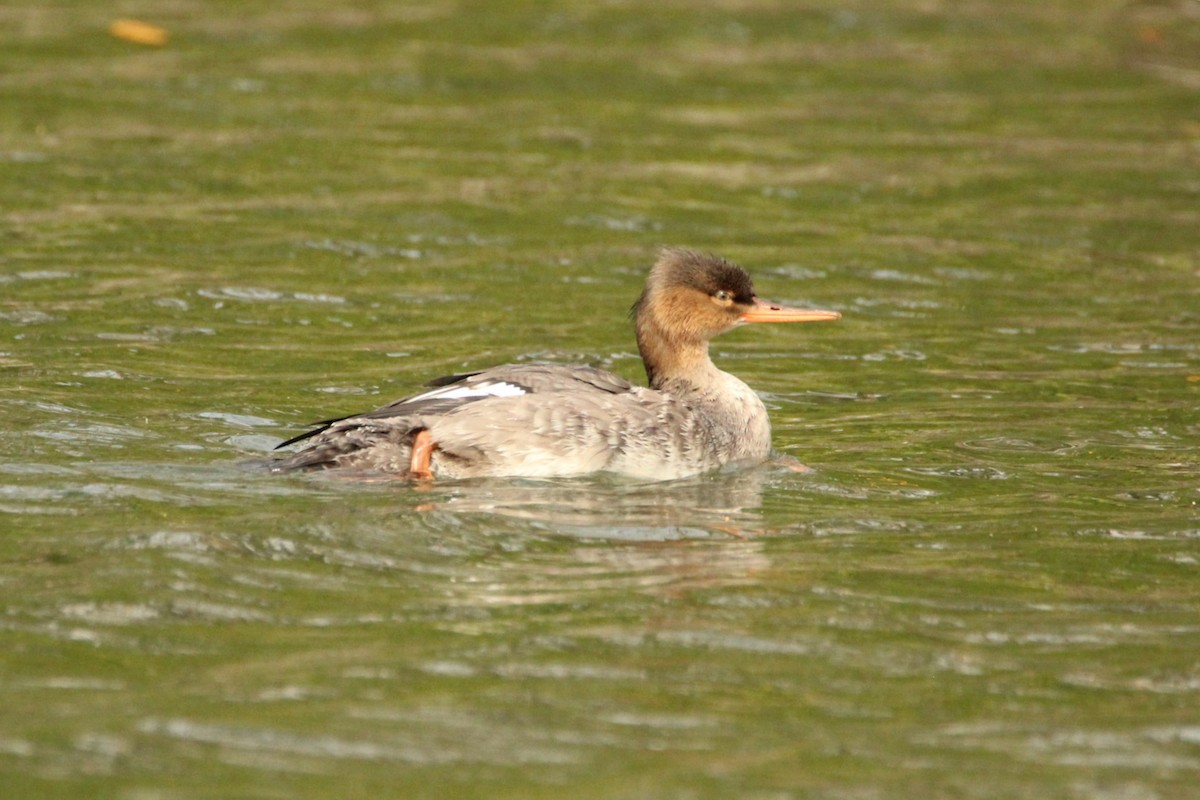 Red-breasted Merganser - ML646201329