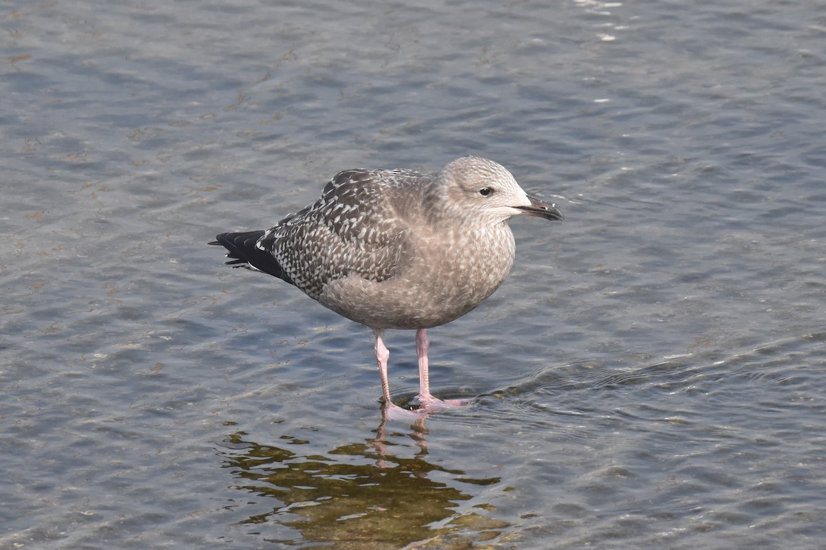 American Herring Gull - ML646201337