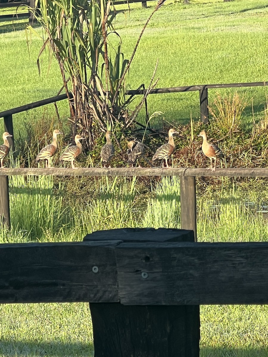 Plumed Whistling-Duck - ML646201340
