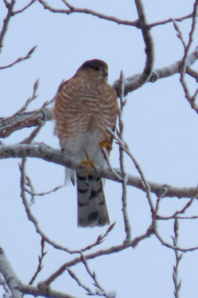 Sharp-shinned Hawk - ML646201341