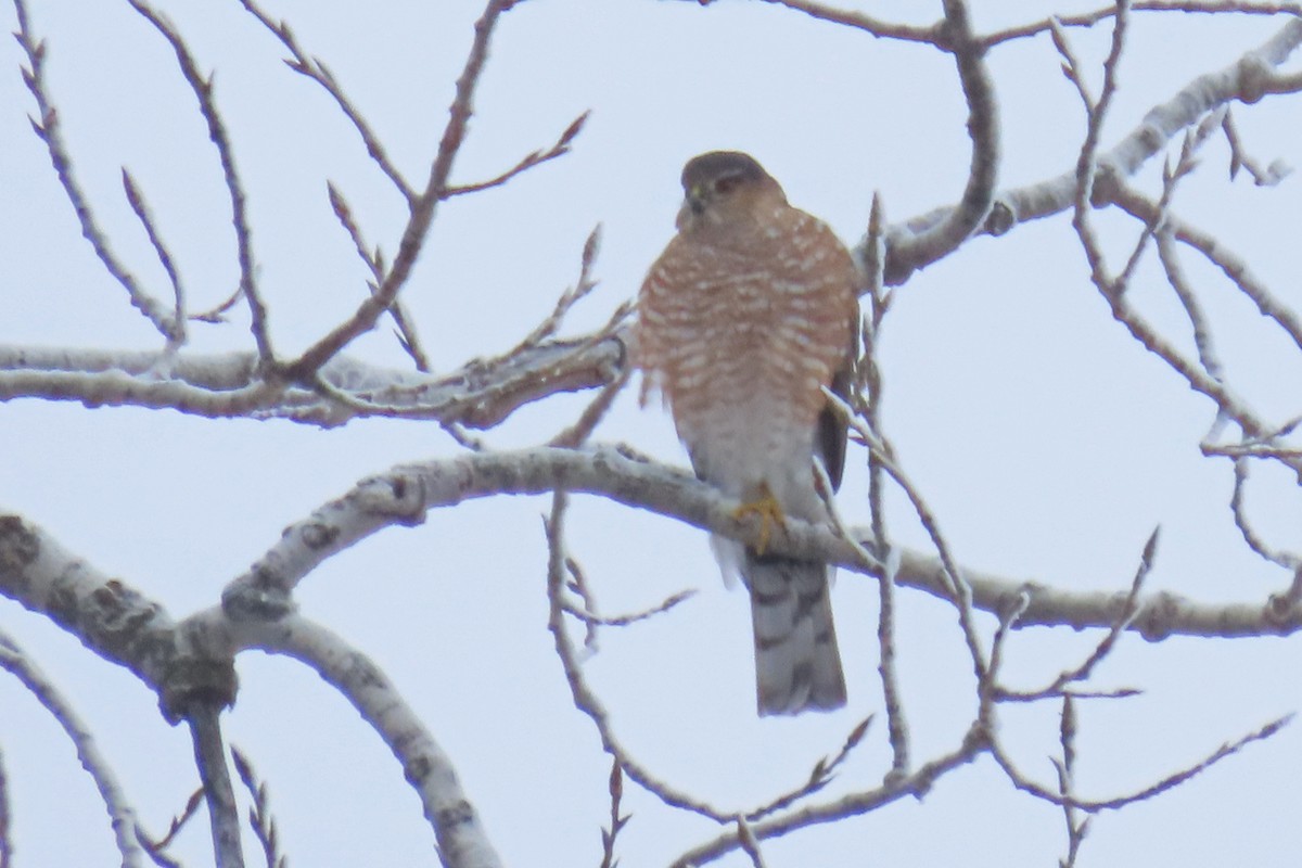 Sharp-shinned Hawk - ML646201342