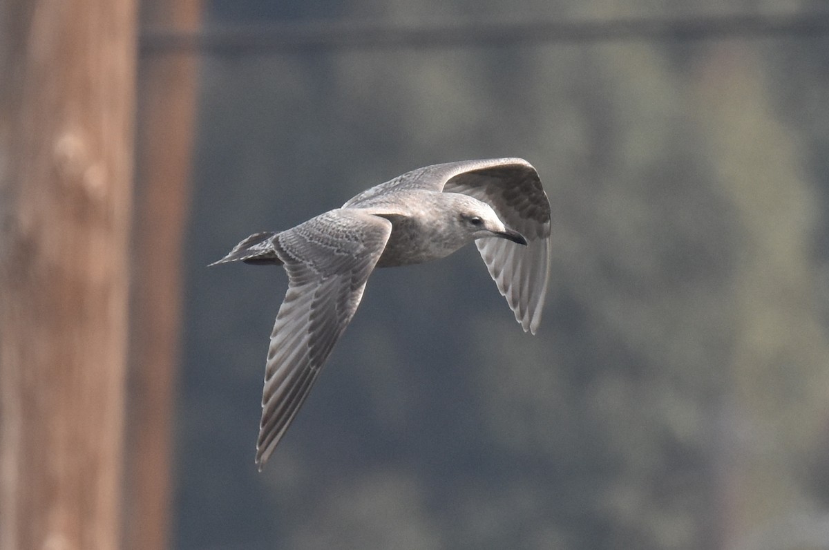 Iceland Gull (Thayer's) - ML646201352