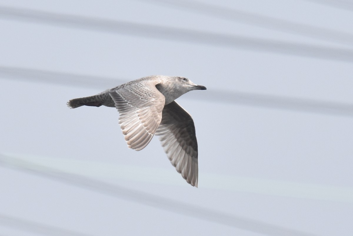 Iceland Gull (Thayer's) - ML646201353