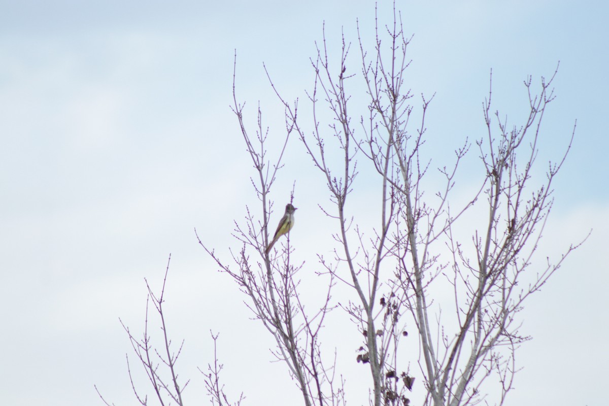 Ash-throated Flycatcher - ML646201365