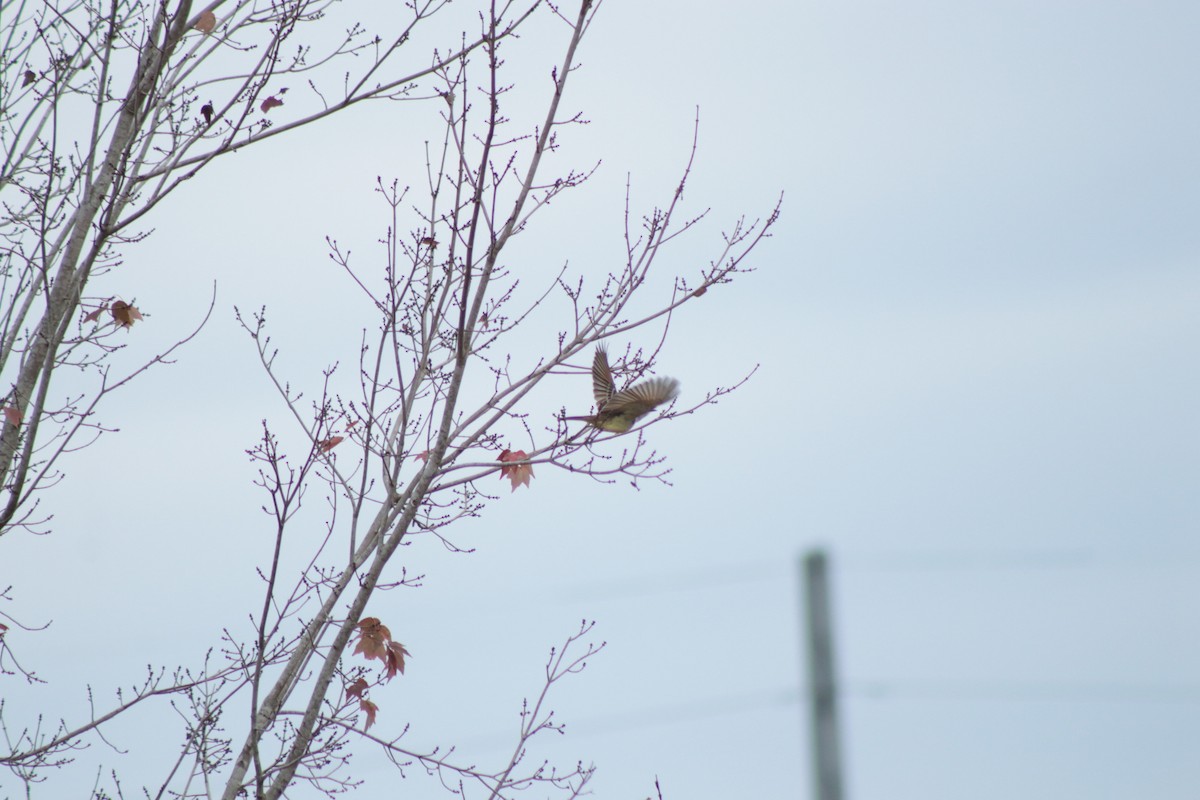 Ash-throated Flycatcher - ML646201366