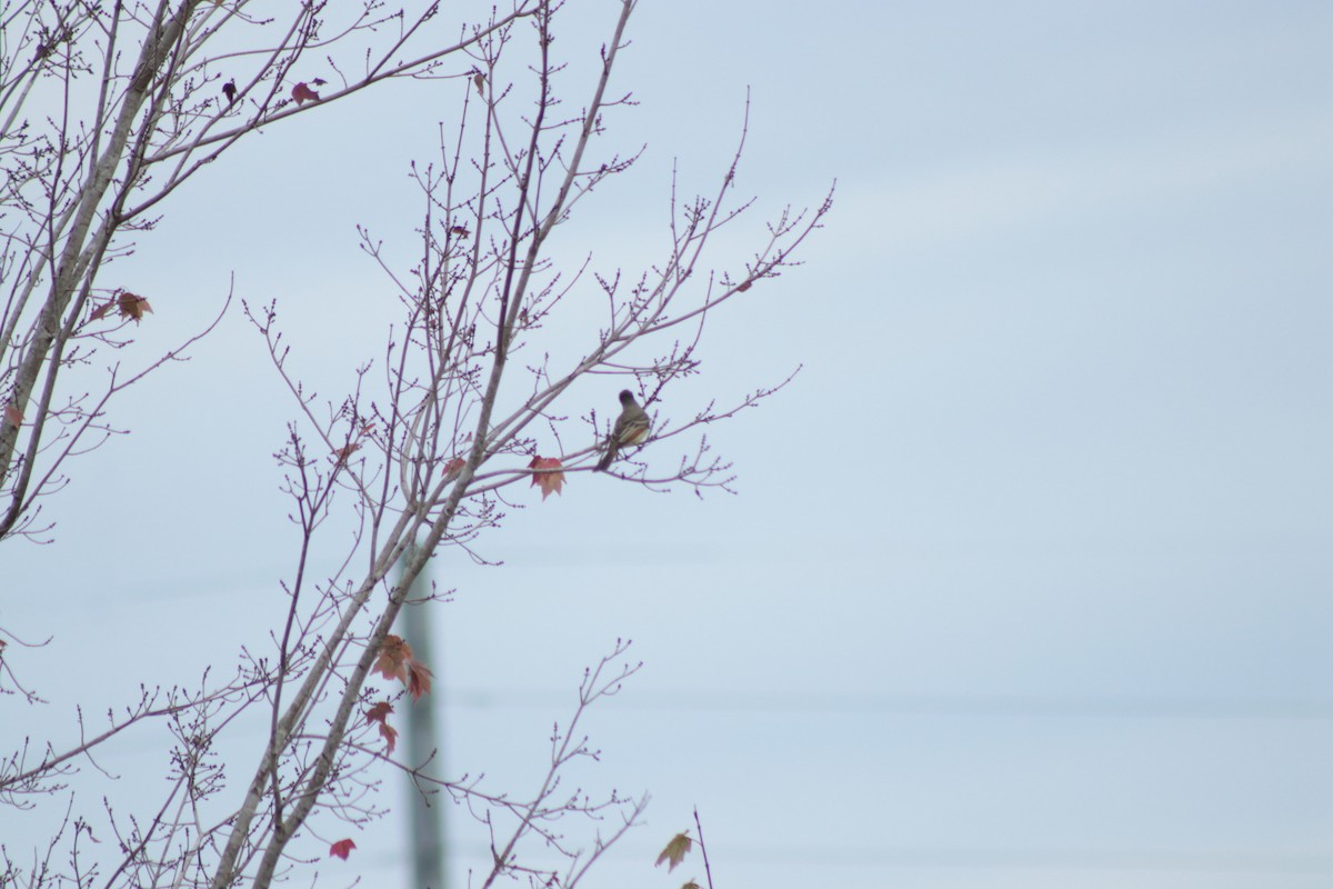 Ash-throated Flycatcher - ML646201367