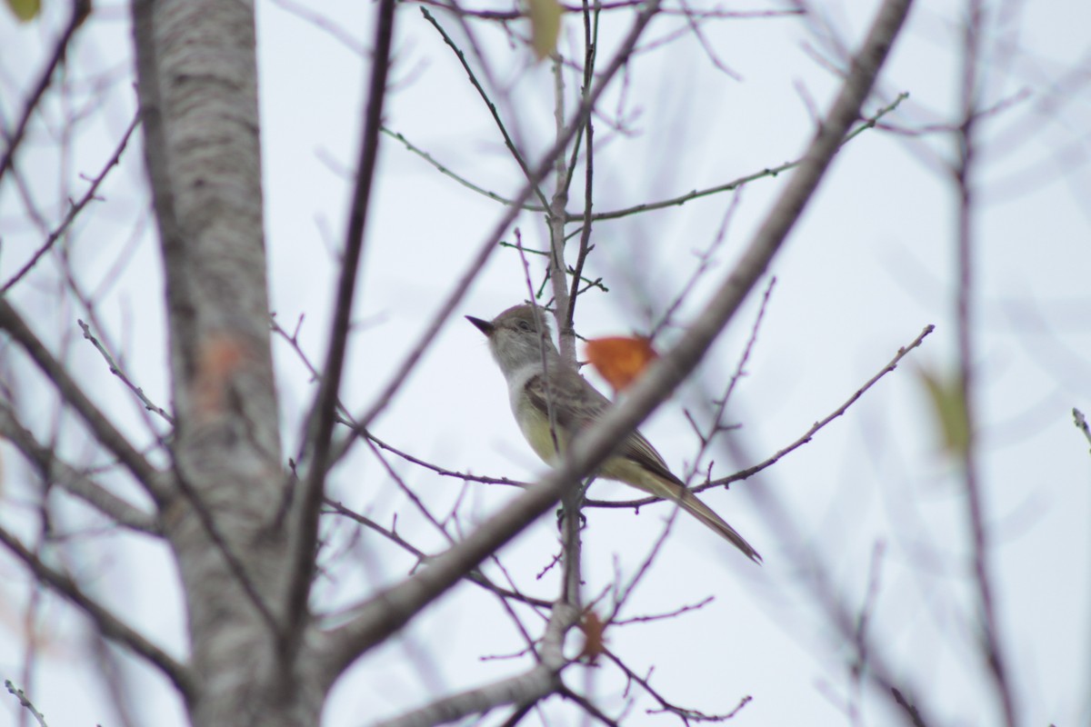 Ash-throated Flycatcher - ML646201368
