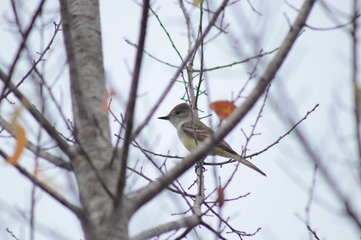 Ash-throated Flycatcher - ML646201369