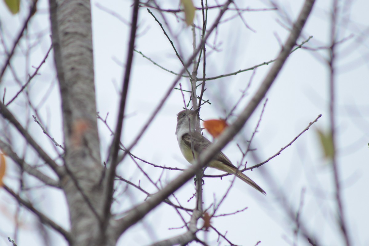 Ash-throated Flycatcher - ML646201370