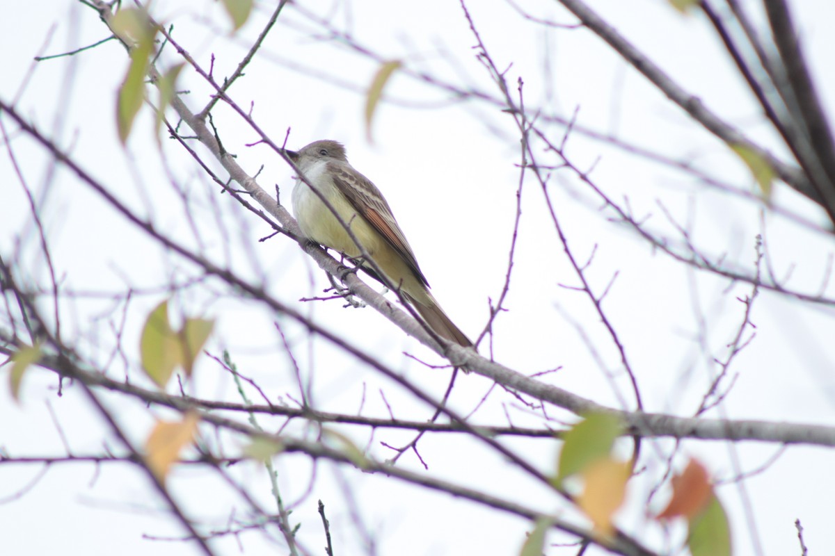 Ash-throated Flycatcher - ML646201371