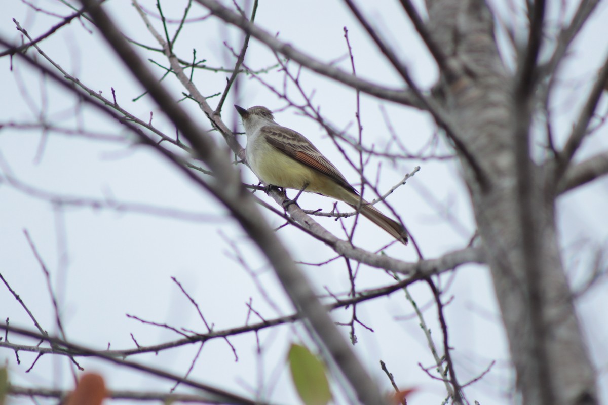 Ash-throated Flycatcher - ML646201372