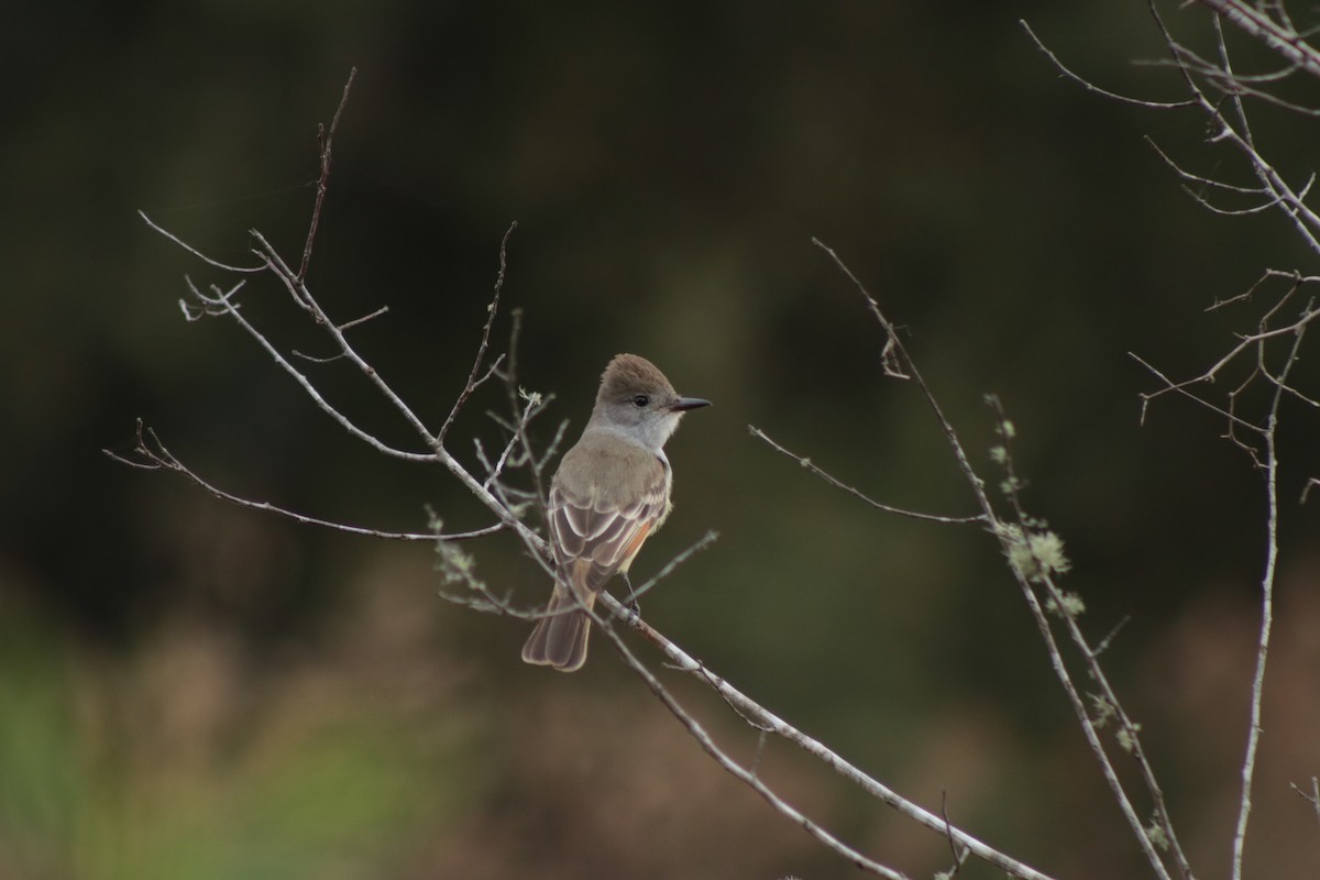 Ash-throated Flycatcher - ML646201373