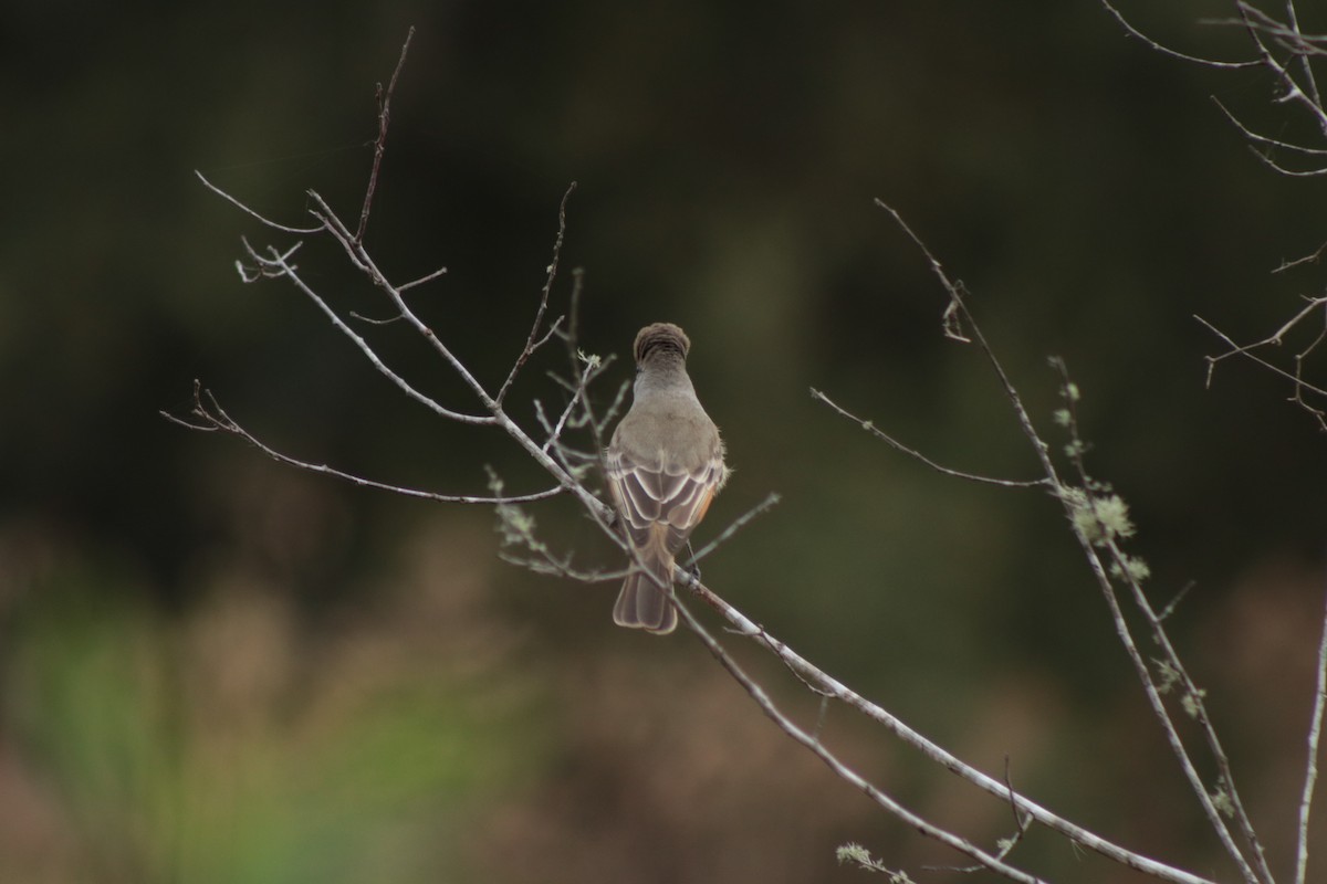Ash-throated Flycatcher - ML646201374