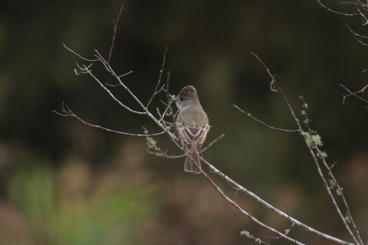 Ash-throated Flycatcher - ML646201375