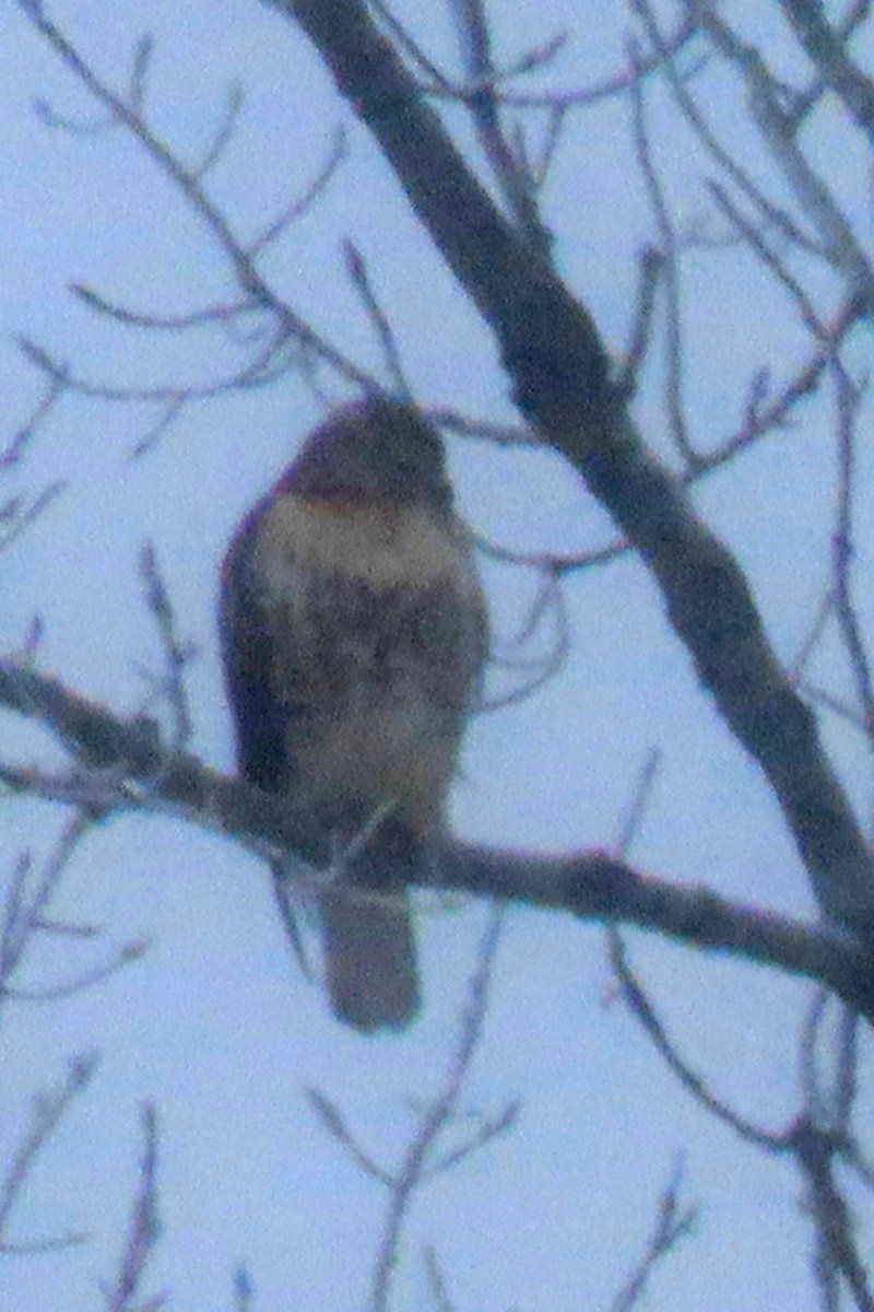 Red-tailed Hawk - ML646201379