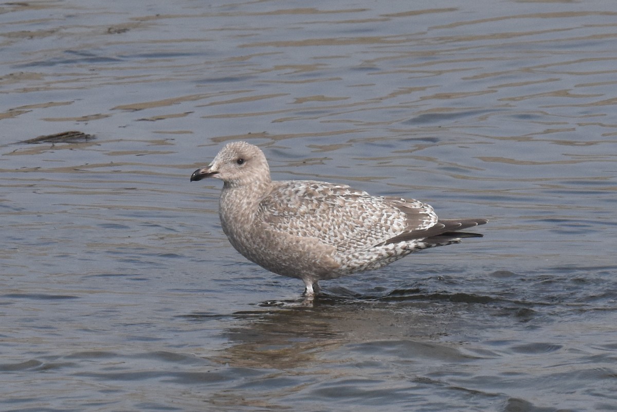 American Herring Gull - ML646201384