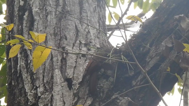 Ivory-billed Woodcreeper - ML646201400