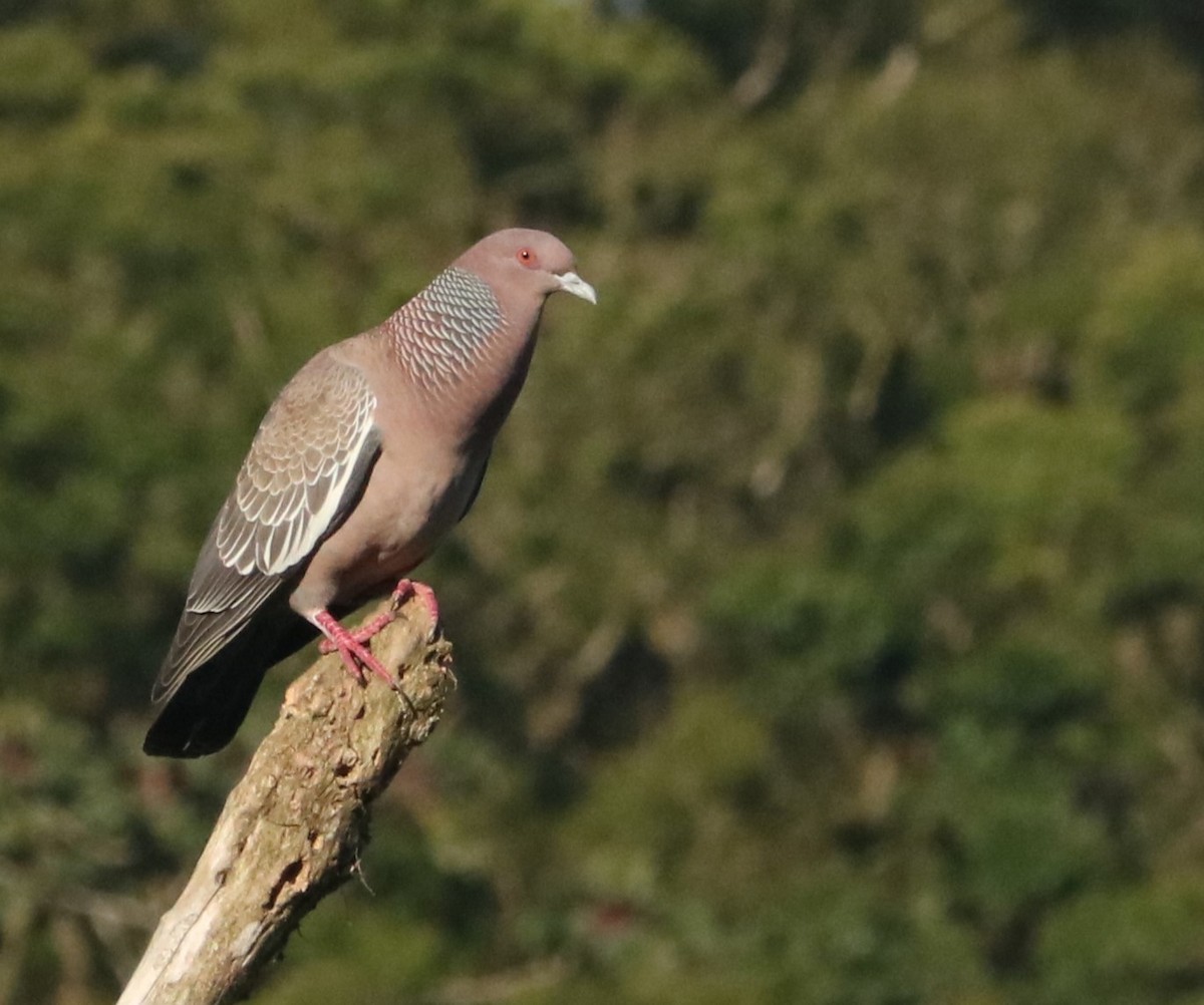 Pikazuro Güvercini - ML646201403