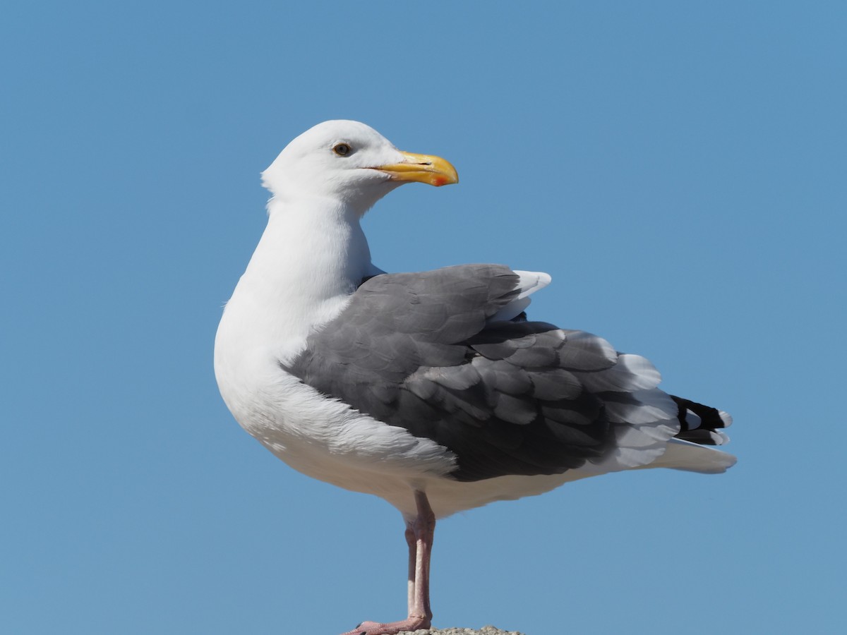 Western Gull - ML646201413