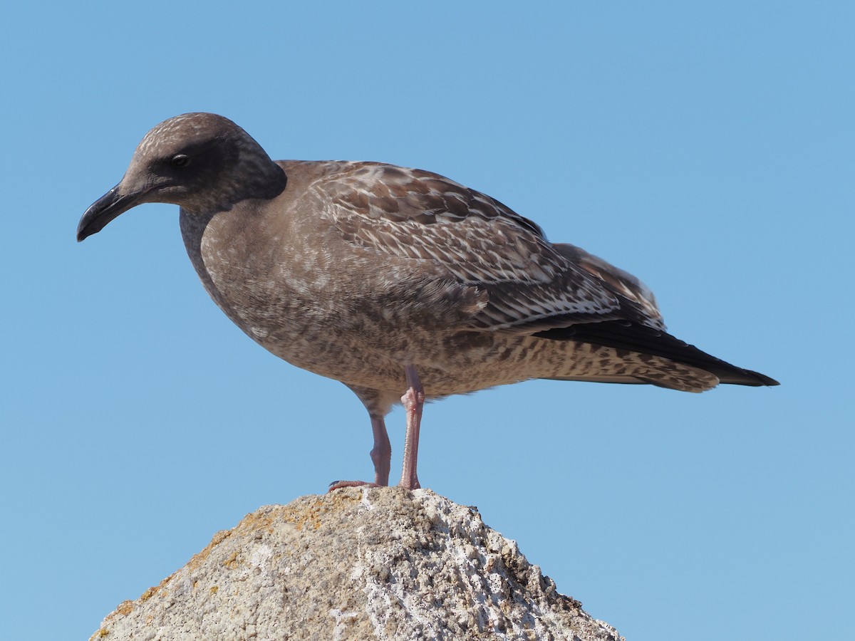 Western Gull - ML646201414